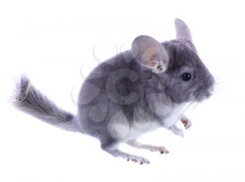 Gray ebonite chinchilla on white background. Isolataed