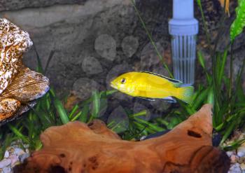 Aquarium Fish- Cichlid Hummingbird Yellow.(Labidochromis caeruleus)