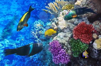 Coral and fish in the Red Sea.Egypt