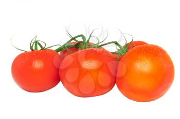 Lush tomato with green branch. Isolated over white