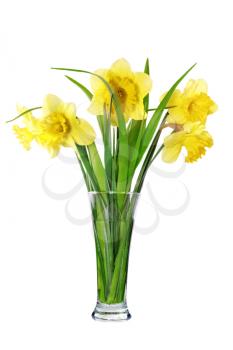 Beautiful spring flowers in vase: yellow  narcissus (Daffodil). Isolated over white. 
