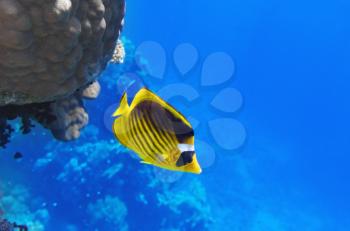 Coral and fish in the Red Sea.Diagonal butterfly.Egypt