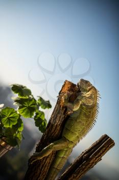 iguana crawling on a piece of wood and posing