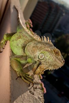 iguana posing at the sun and relaxing