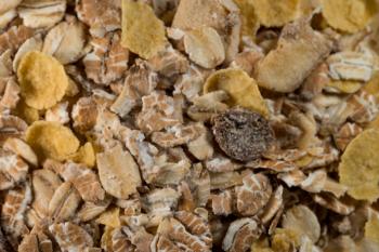 Cereal Granola Close-Up