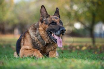 German Shepherd Alsatian Police Dog