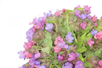 Royalty Free Photo of Violets