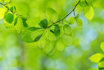 Royalty Free Photo of a Green Leaf Background