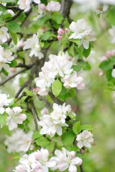 Royalty Free Photo of Apple Blossoms