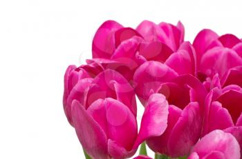 Royalty Free Photo of a Bouquet of Pink Tulips