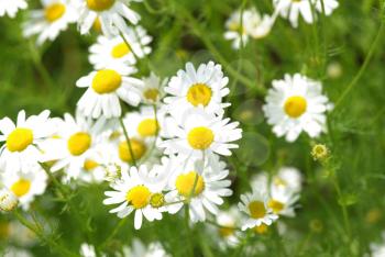 Royalty Free Photo of a Field of Daisies