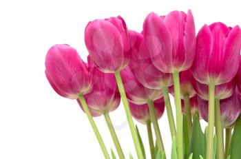 Royalty Free Photo of a Bouquet of Tulips
