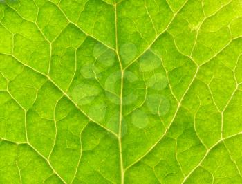 close up of green leaf texture