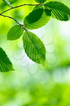 Green leaves over abstract background