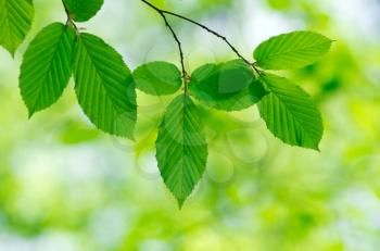 Green leaves over abstract background