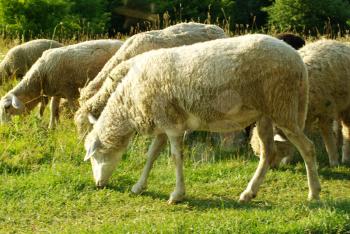 sheep in a green meadow