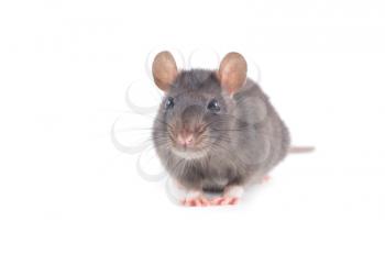  rat close-up isolated on white background