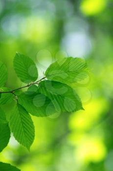 Green leaves over abstract background