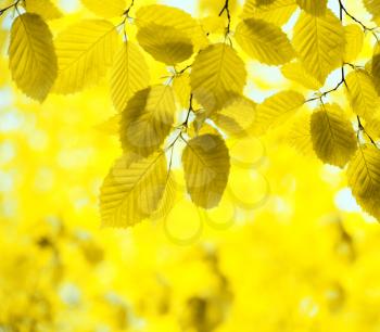 autumn leaves background on forest