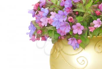 violet flowers on white background