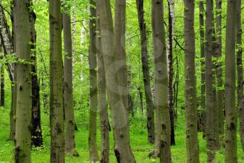 beautiful forest landscape in the morning