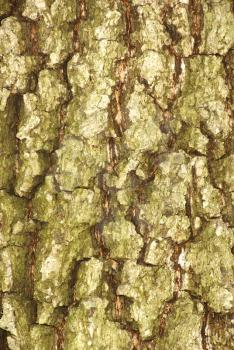 Tree bark texture from an old tree