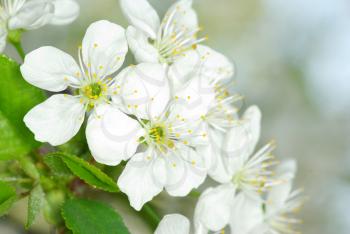 spring branch with white flowers