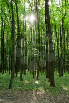 green trees background in forest