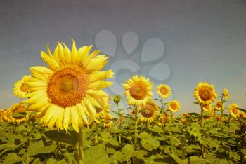 grunge image of a sunflower field on a vintage paper
