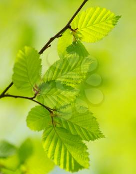 spring leaves background in sunny day