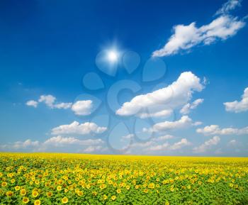 field of sunflowers and blue sun sky

