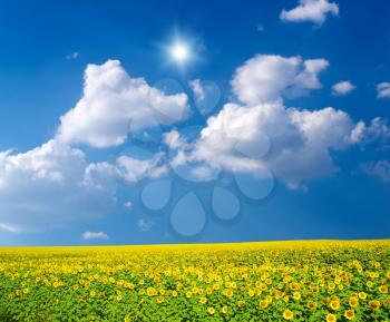 field of sunflowers and blue sun sky

