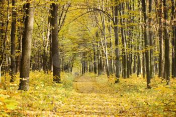 Pathway through the autumn forest