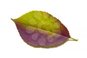 autumn leaf on white background