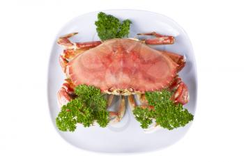 Freshly cooked dungeness crab with parsley in white plate on white background