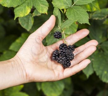 Hand picking fresh blackberries during peak season with bushes in background
