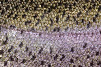 Macro shot of healthy rainbow trout skin