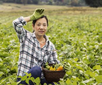 Mature women taking break from harvesting Green beans in Field