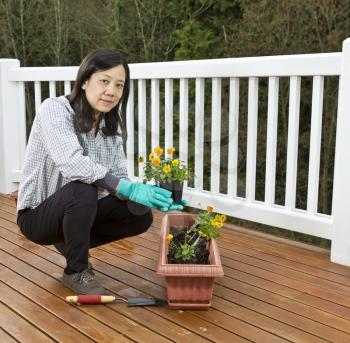 Asian women planting flowers in flowerbed for cedar patio display