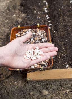 Vertical photo of green bean seeds in hand, waiting to be planted, next to garden earth