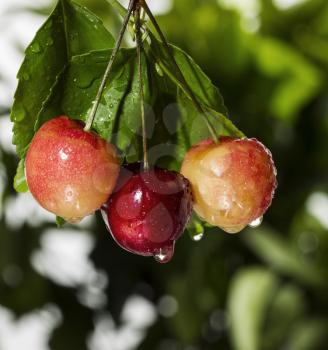 Fresh Washington State Rainier Cherries hanging from tree in summer