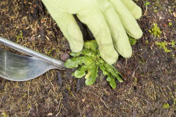 Horizontal photo of gloved hand holding weed and tool removing it from soil