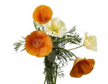 Yellow and white seasonal wild flowers on white background