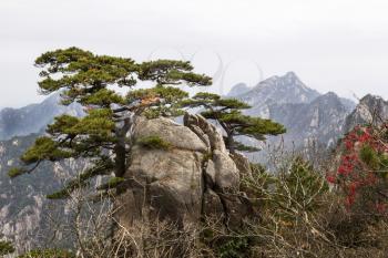Twisted evergreen tree coming out of large rock with Yellow Mountain Valley and sky in background