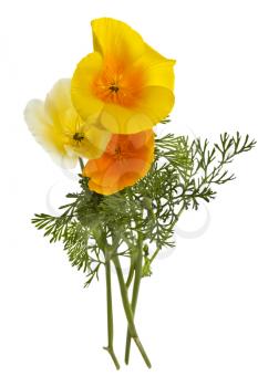 Beautiful yellow and white wild flowers on white background