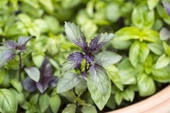 Closeup horizontal photo of fresh sweet dark leaf basil with pot in background