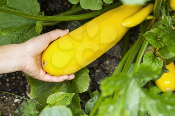 Horizontal photo of female hand holding a single fresh large yellow zucchini with garden in background 