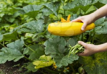 Horizontal photo of female hands holding fresh large yellow zucchini and green beans with vegetable garden in background