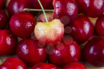 Closeup horizontal photo of a single Yellow Rainier cherry, with water drops, in pile of red cherries in background 