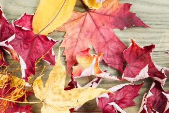 Horizontal photo of dying autumn leaves on aged white ash wood